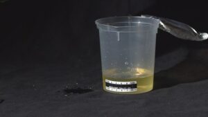 SYNTHETIC URINE: A Solution to Pass Drug Tests