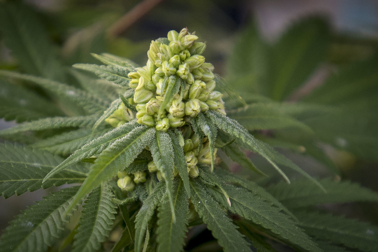 How to Incorporate CBD Hemp Flowers into Your Daily Wellness Regimen?