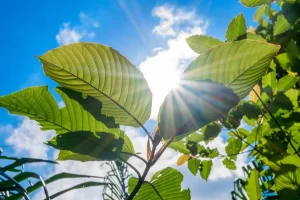 Enhance Your Focus: The Best Kratom Strains for Mental Energy