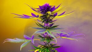 Revealing the Secrets of Delta 8 Flower: A Trip into Cannabinoid Profiles